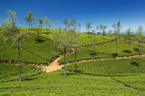 Ceylon Tea: A story of History, Authenticity and Heritage