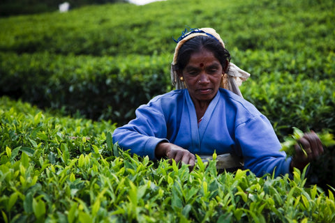 Nuwara Eliya - The Little England of Sri Lanka!