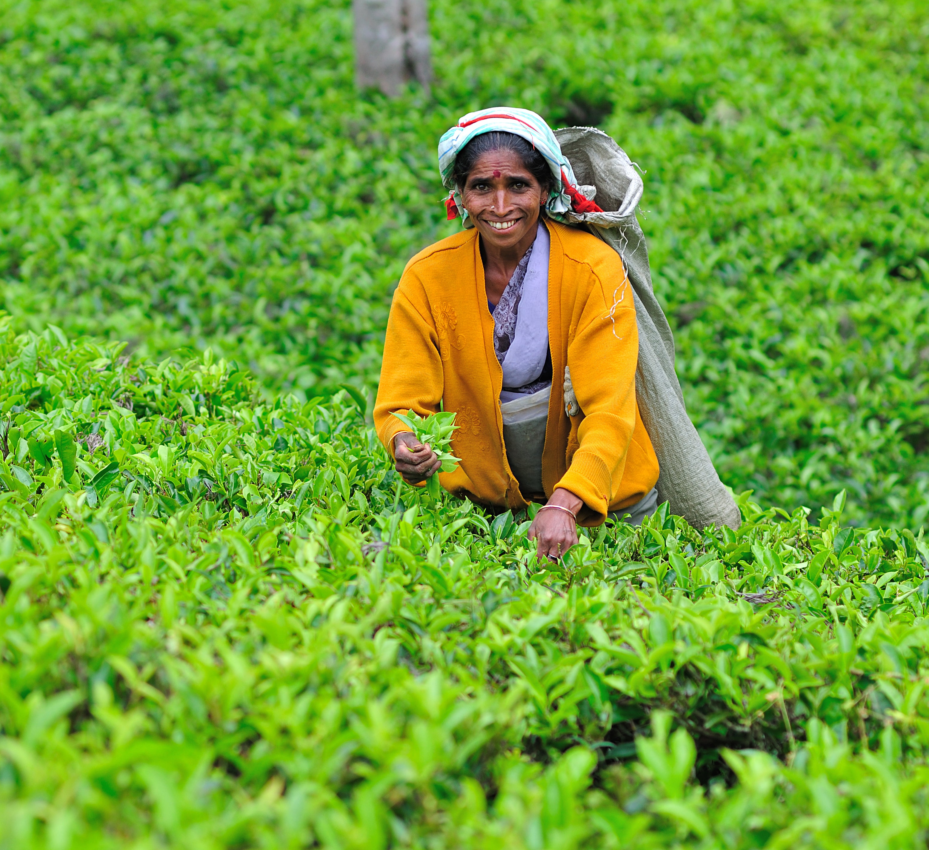 The story of Sri Lanka and Tea Basilur Tea