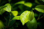 How your cuppa changes through the seasons!