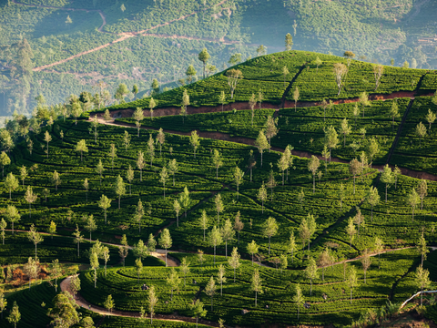 A Journey Through Ceylon's Tea Regions