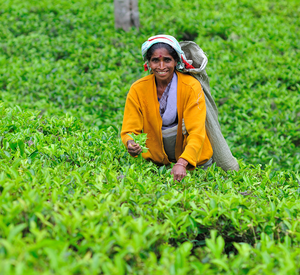 The story of Sri Lanka and Tea