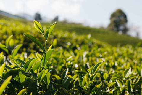 Ceylon-tea-plantation