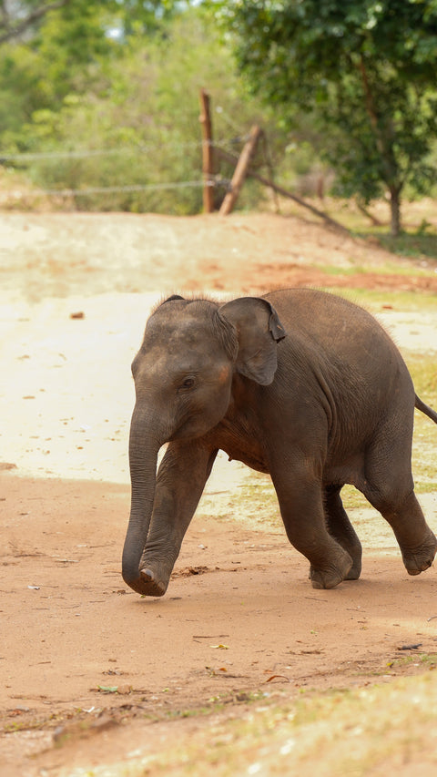 Chai, a young elephant at the Udawalawe Elephant Transit Home