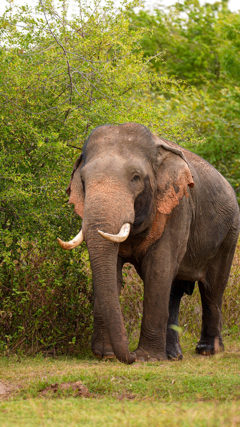 Basilur Leaf of Ceylon – Uva pack, featuring the Sri Lankan elephant