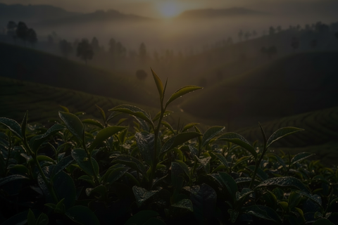 Roots of Ceylon